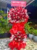 shop-hoa-tuoi-phuong-phong-coc-quang-ninh-uu-dai-khi-dat-so-luong - ảnh nhỏ  1
